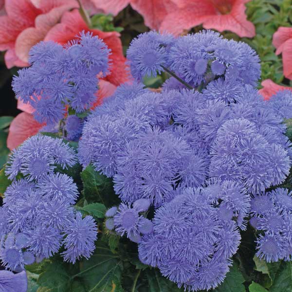 Ageratum_High_Tide_Blue_Bloom_22893.jpg