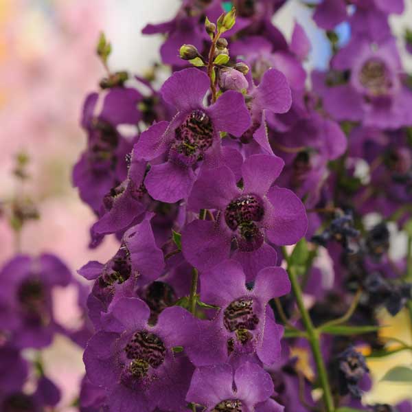 Angelonia_Archangel_Dark_Purple_Bloom_2139.jpg