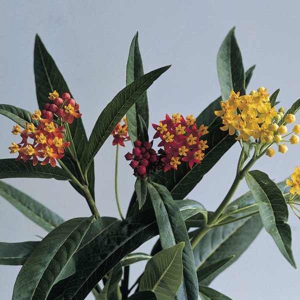 Asclepias_Silky_Red_Deep_Bloom_8402.jpg