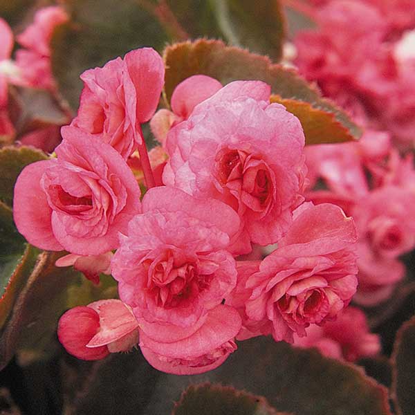 Begonia_Doublet_Rose_Container_16767.jpg
