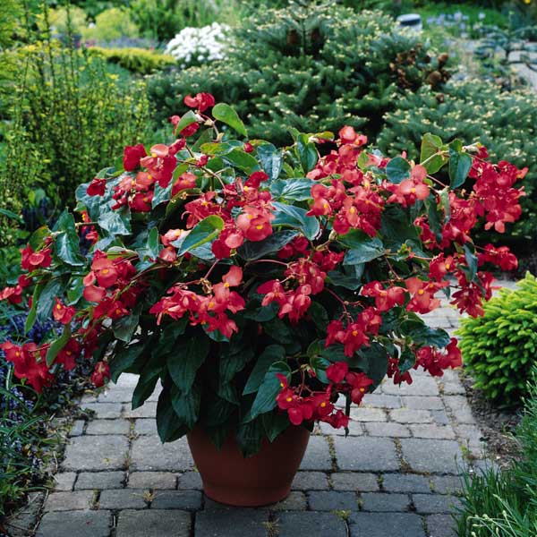Begonia_Dragon_Wing_Red_Container_2404.jpg