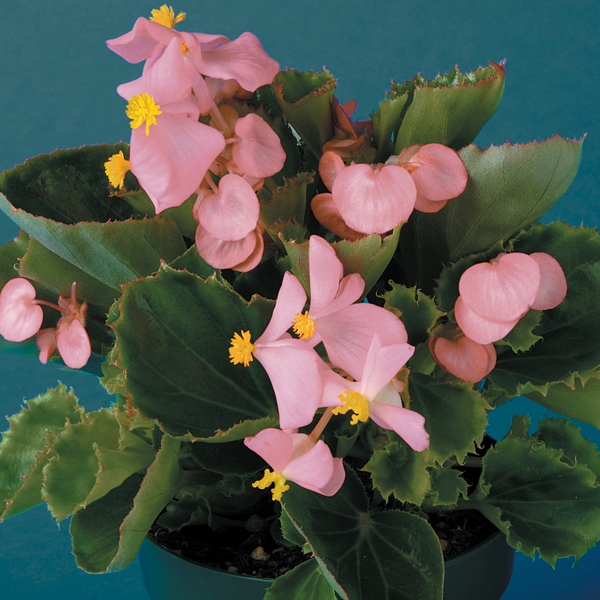 Begonia_Eureka_Pink_Green_Leaf_Container_13137.jpg