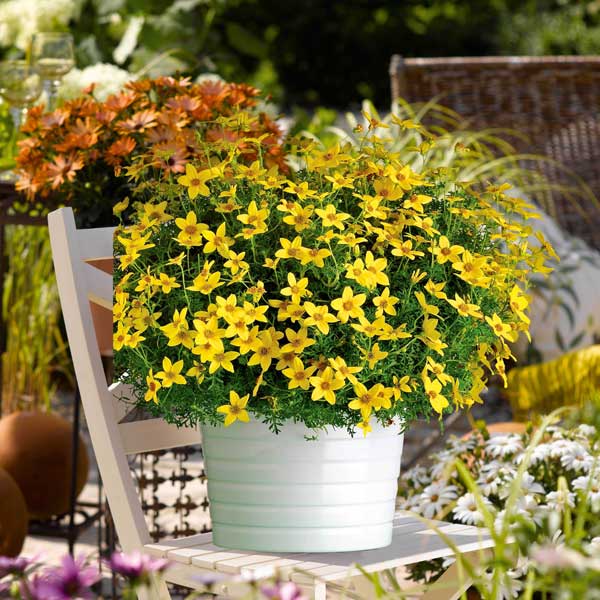 Bidens_Namid_Special_Yellow_Container_9655.jpg
