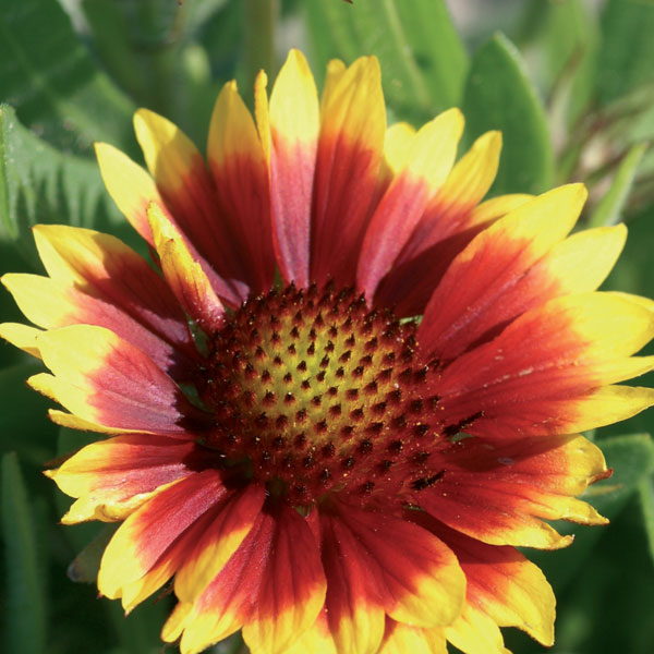 Gaillardia_Arizona_Sun_Bloom_3651.jpg