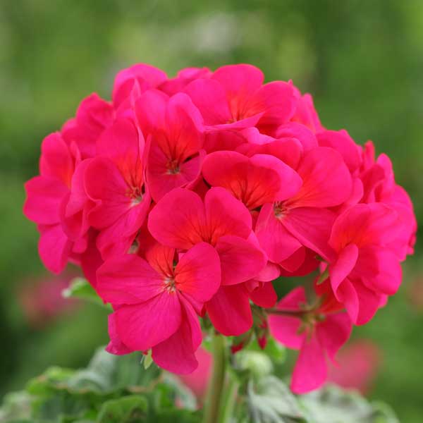 Geranium_Horizon_Violet_Bloom_15997.jpg