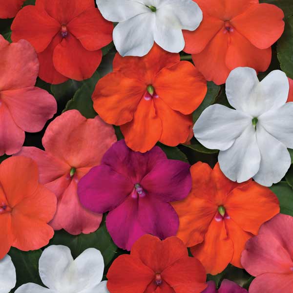 Impatiens_Beacon_Select_Mix_Bloom_24996.jpg
