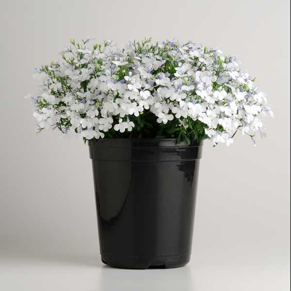 Lobelia_Early_Springs_White_Container_5131.jpg