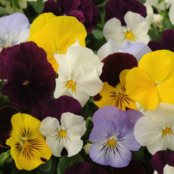 Pansy_Cool_Wave_Mix_Bloom_6814.jpg