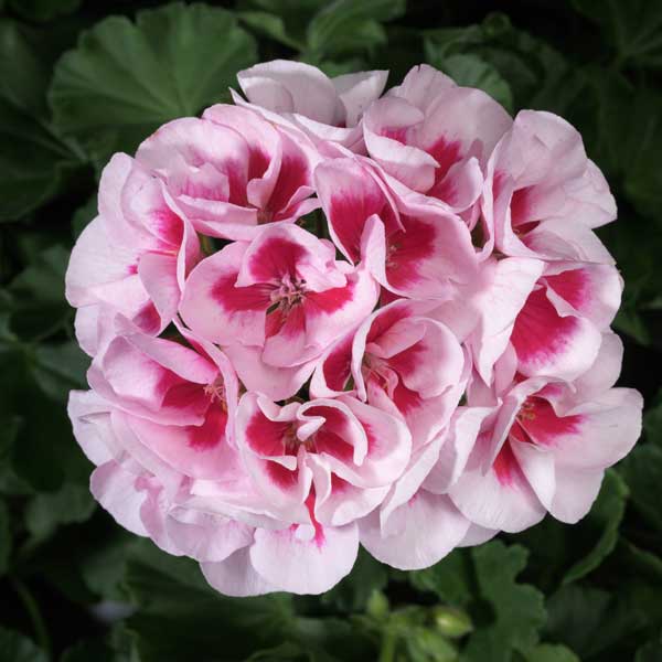Zonal_Geranium_Americana_White_Splash_Improved_Bloom_13702.jpg