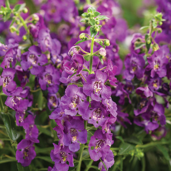 angelonia_angelface_blue_improved.jpg