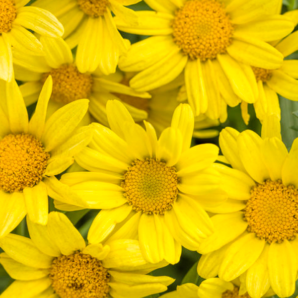 argyranthemum_golden_butterfly_tag.jpg