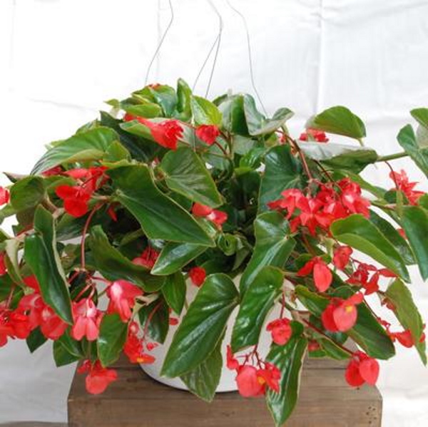 Begonia Dragon Wing Red Hanging Basket – White House Nursery