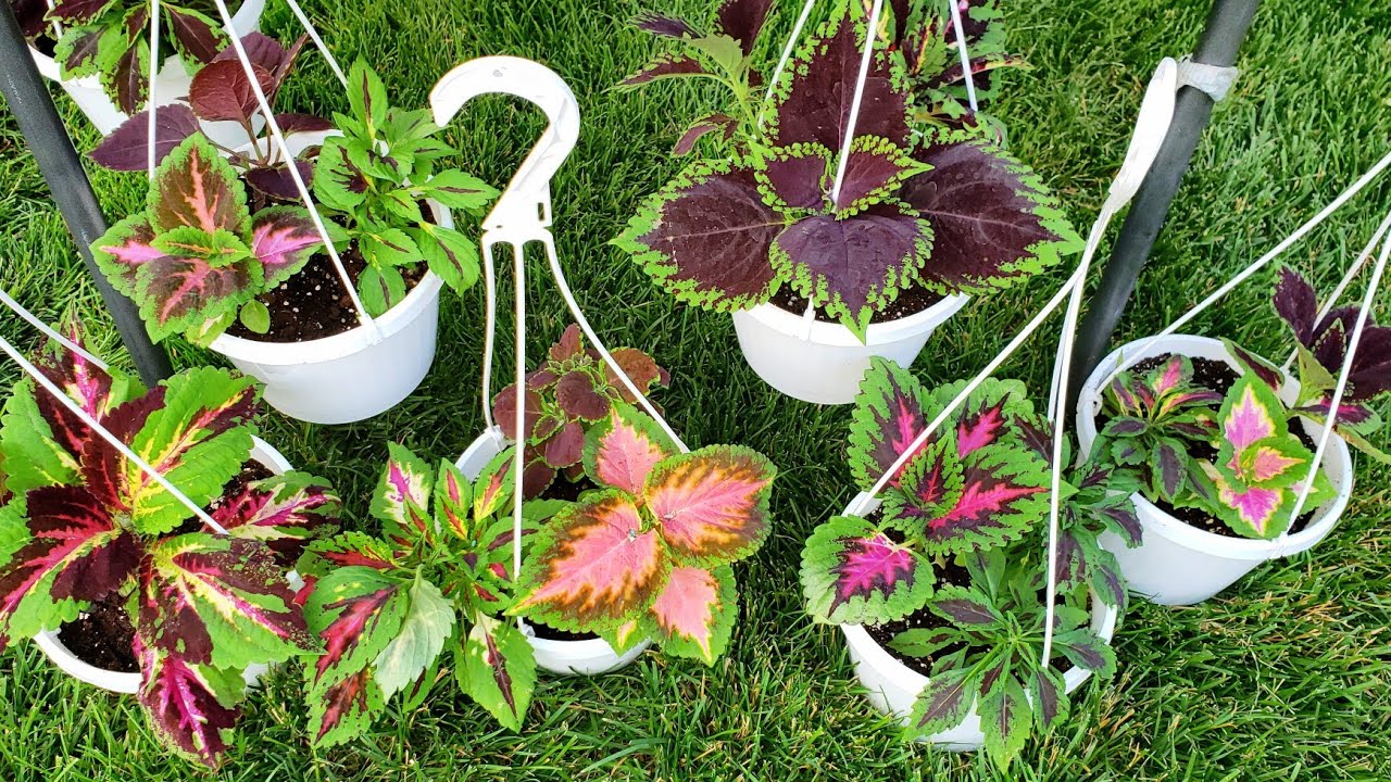 Coleus Hanging Basket