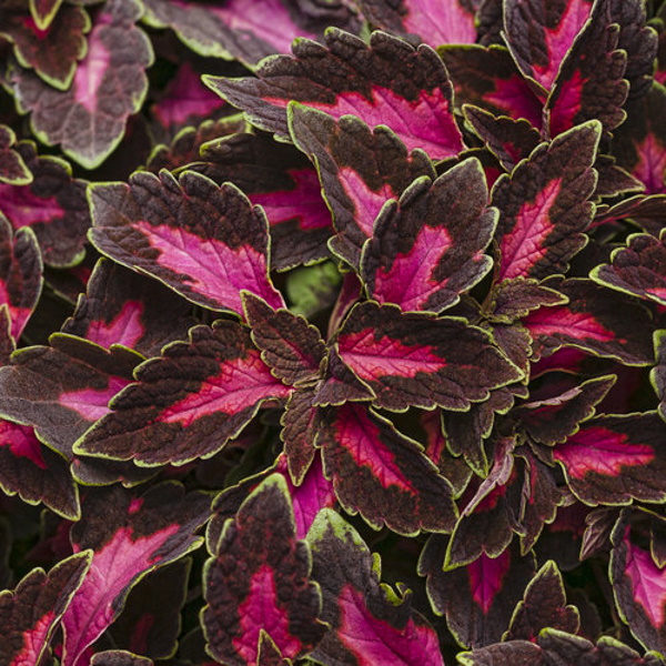 colorblaze_velveteen_tagimage.jpg