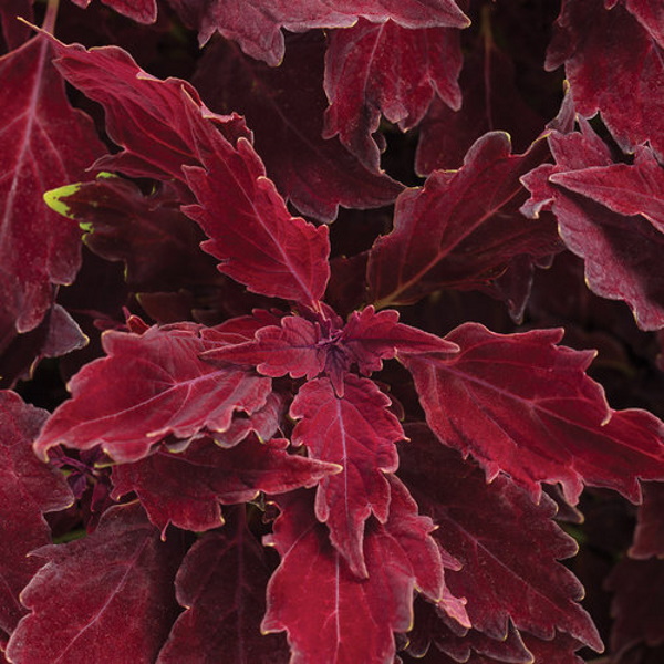 solenostemon_colorblaze_cherry_brandy.jpg