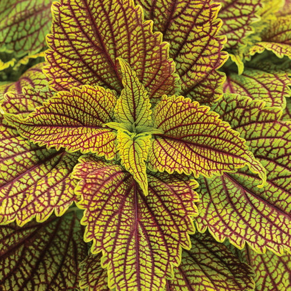 solenostemon_colorblaze_golden_dreams.jpg