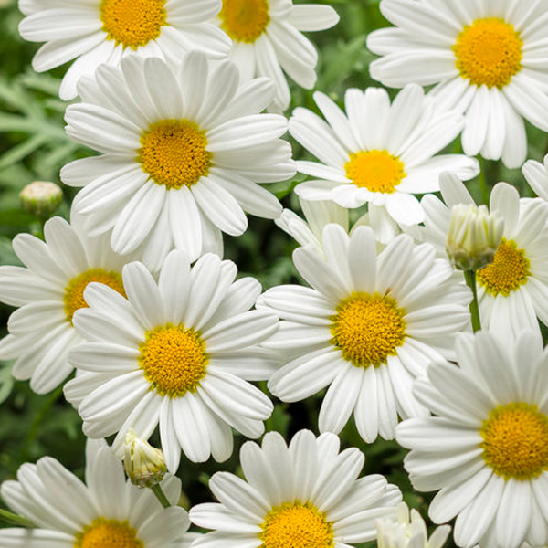 white_butterfly_argyranthemum.jpg