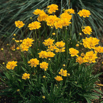 Coreopsis_Early_Sunrise_Garden_10552