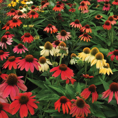 Echinacea_Cheyenne_Spirit_Landscape_3443