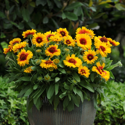 Gaillardia_Mesa_Bright_Bicolor_Container_3647