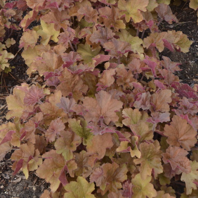 Heuchera_Caramel_Foliage_10776