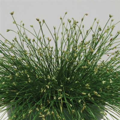 Isolepis Live Wire