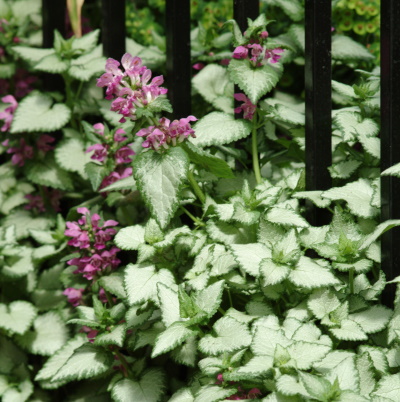 Lamium_Beacon_Silver_Garden_5320