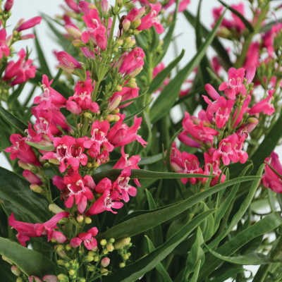 Penstemon_Rock_Candy_Ruby_Bloom_12302