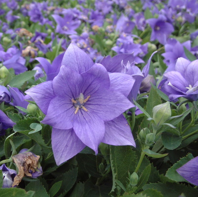 Platycodon_Astra_Double_Blue_Bloom_11102