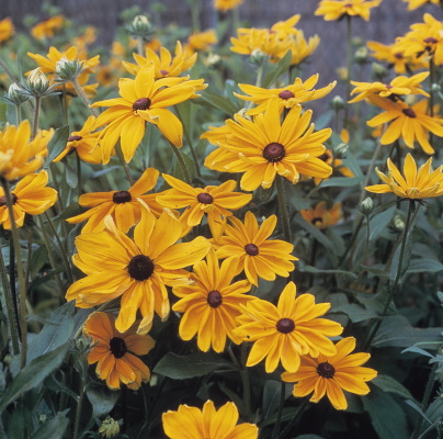 Rudbeckia_Indian_Summer_Bloom_6046