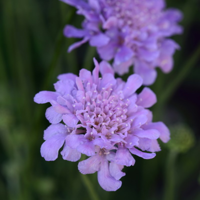Scabiosa_Flutter_Deep_Blue_Bloom_10207