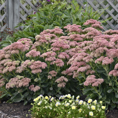 Sedum_Autumn_Joy_Garden_11149