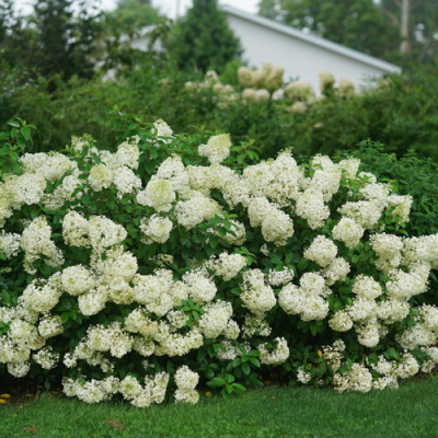 hydrangea_paniculata_bobo_dsc07901