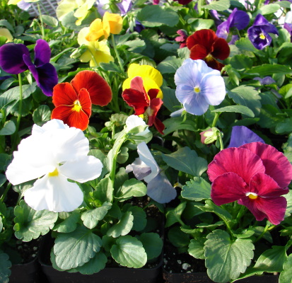 Pansy assorted