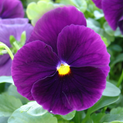 Pansy purple