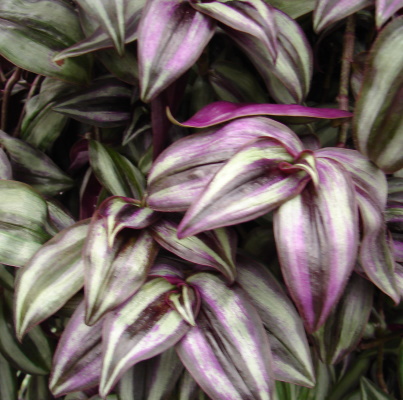 Tradescantia