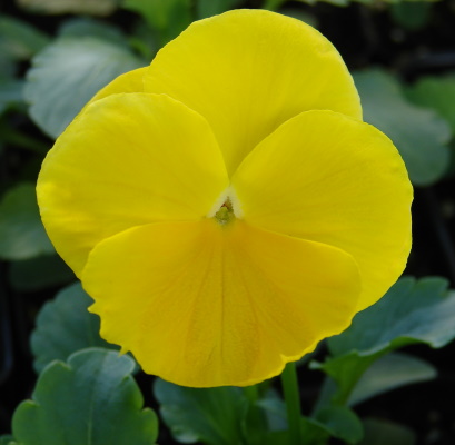 pansy yellow