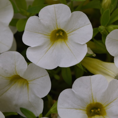 Calibrachoa_Cabaret_Bright_White_Bloom_24628