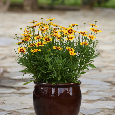 Coreopsis_Golden_Stardust_Container_24296