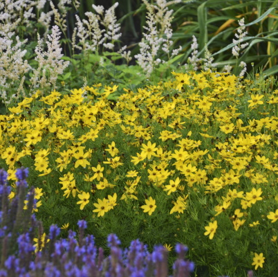 Coreopsis_Zagreb_Garden_10565