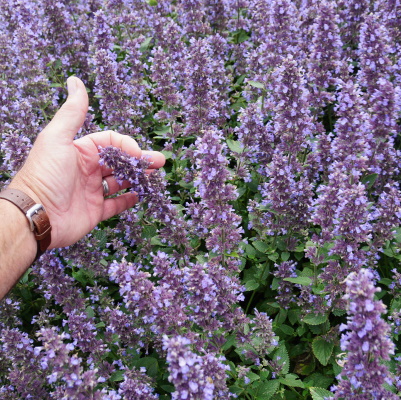 Nepeta_Whispurr_Blue_Bloom_26535