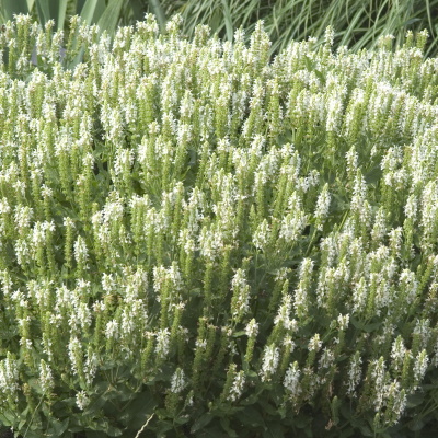 Salvia_Snow_Hill_Garden_11137