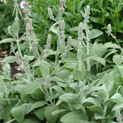 Stachys_Silver_Carpet_Garden_8554