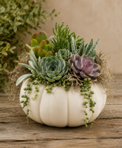 Succulent Centerpiece